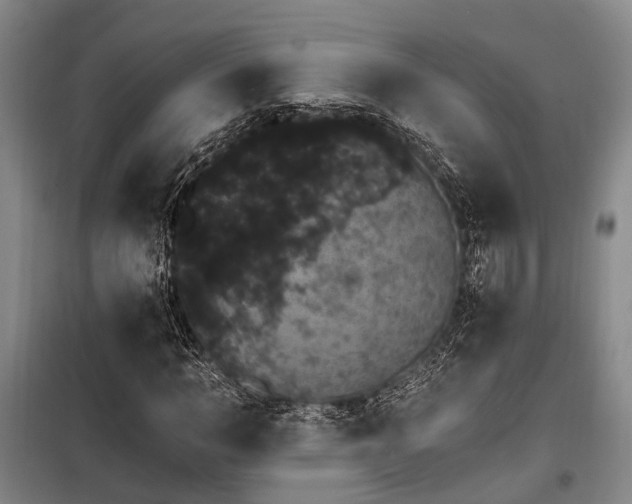 X0000100200966200805301306