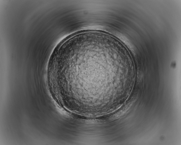 X0000100200988200805301306