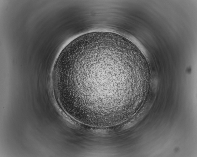 X0000100201004200805301306