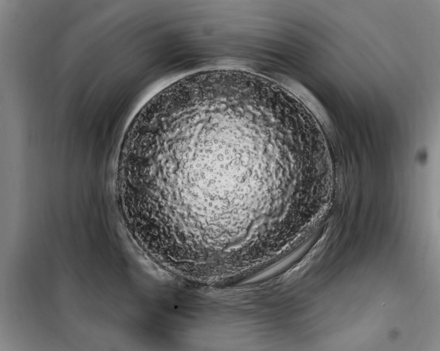 X0000100201052200805301306