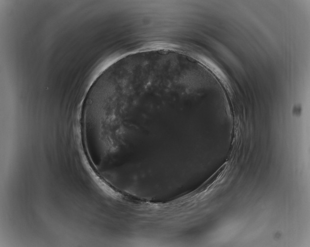 X0000100201055200805301306