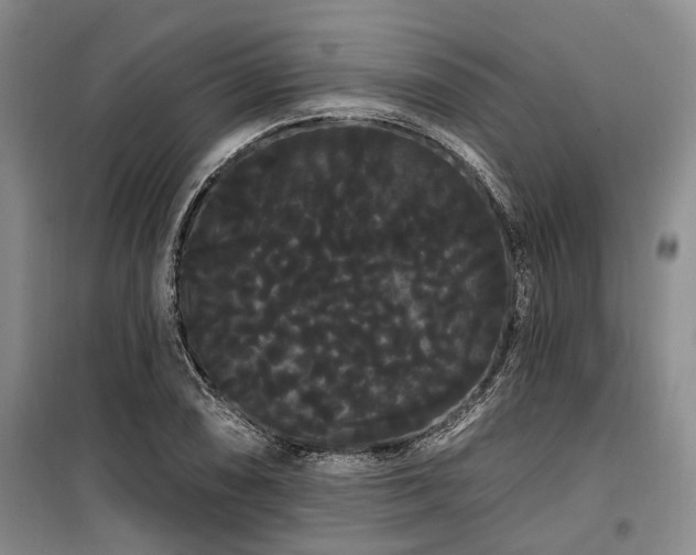 X0000100201074200805301305