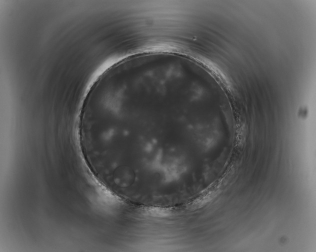 X0000100201086200805301305