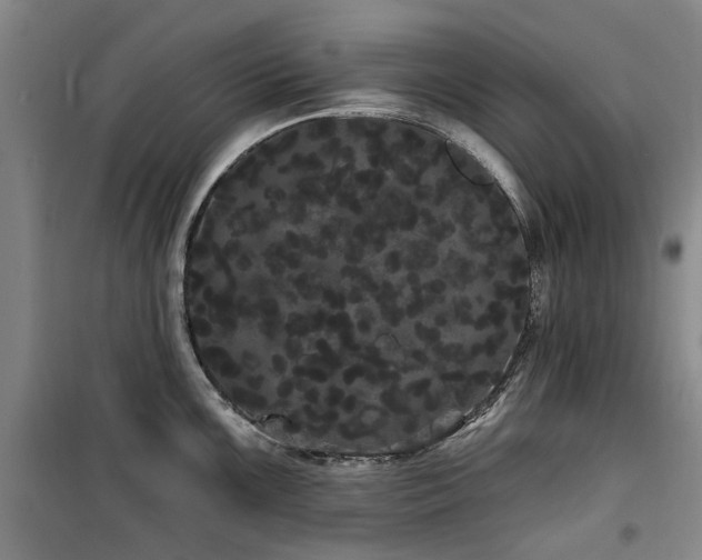 X0000100201099200805301304