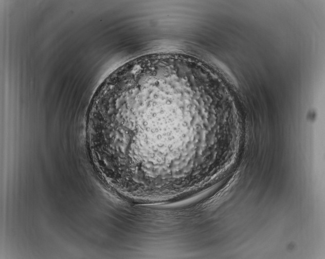 X0000100201226200805301303