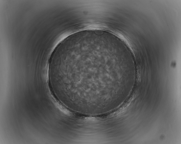 X0000100201227200805301303