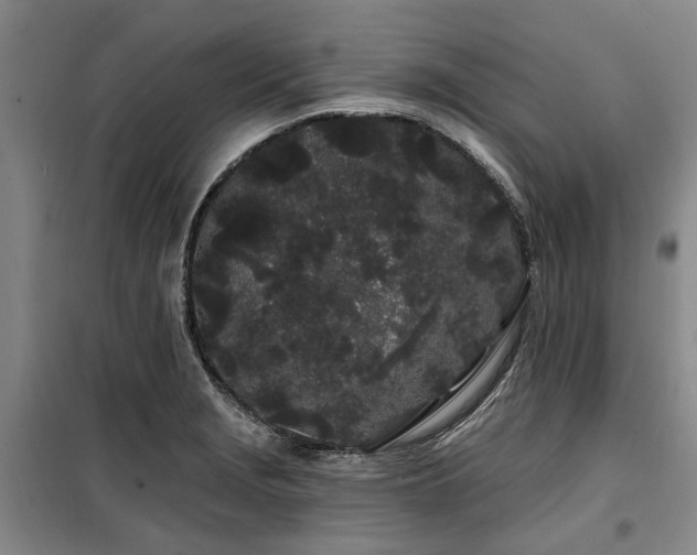 X0000100201229200805301303