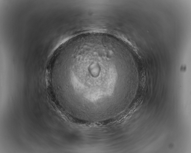 X0000100201255200805301302