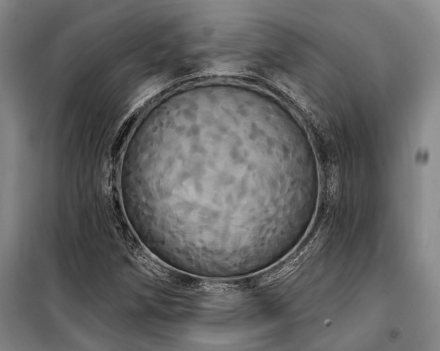 X0000100201258200805301302