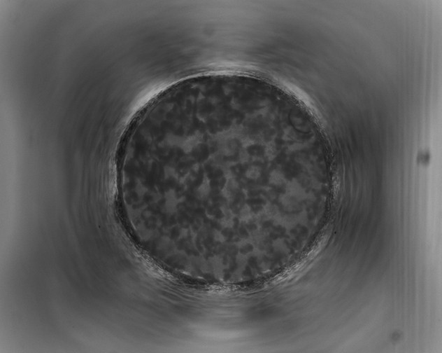 X0000100201267200805301302