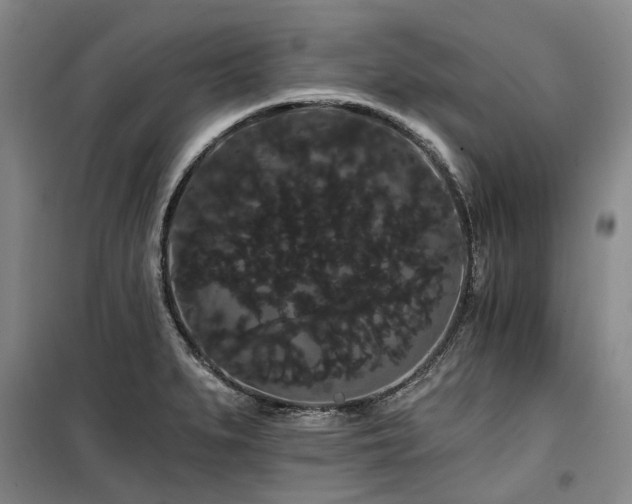 X0000100201279200805301302