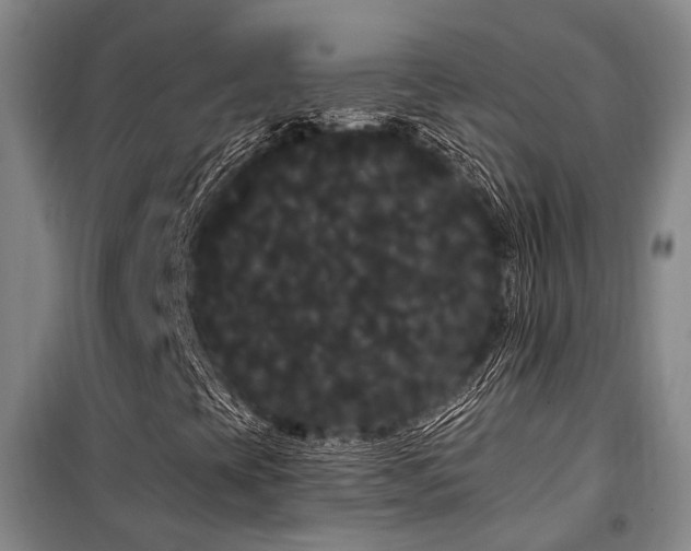 X0000100201393200805301259