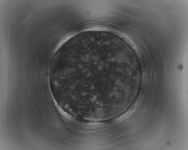 X0000100201425200805301300