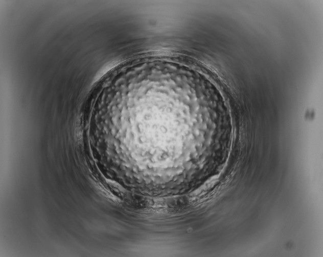 X0000100201450200805301259