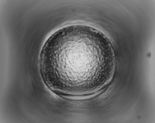 X0000100201527200805301259