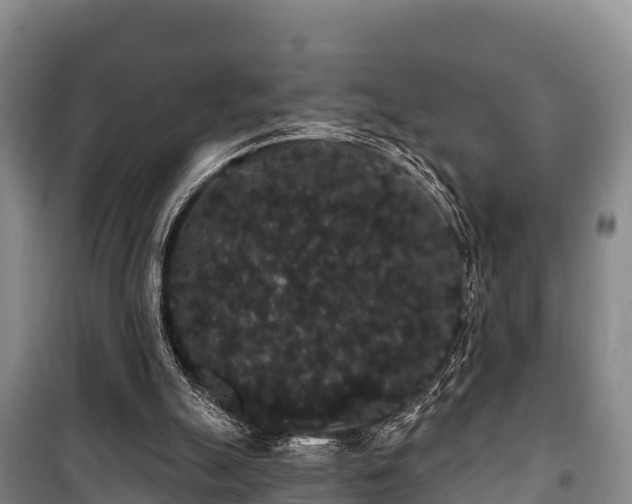 X0000100200055200806061332