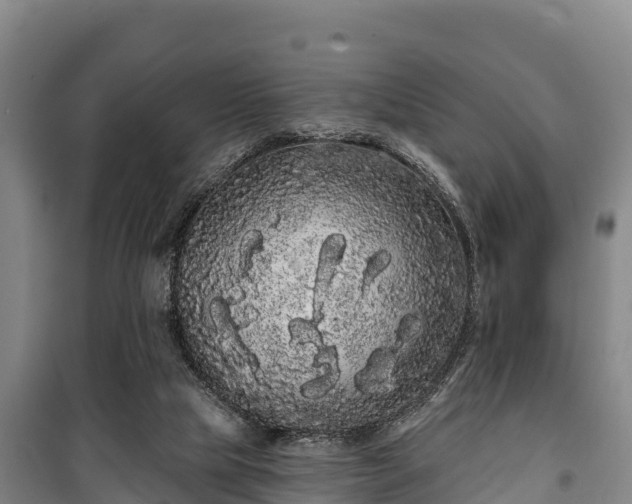 X0000100200065200806061332