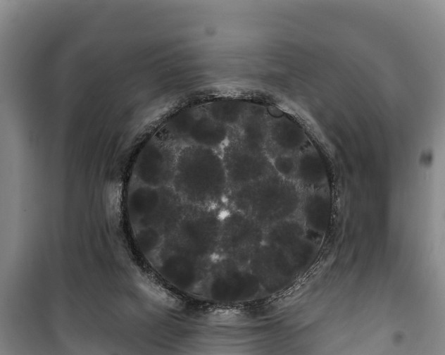 X0000100200066200806061332