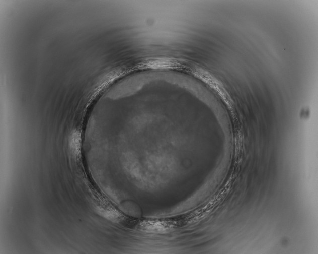 X0000100200297200806061329