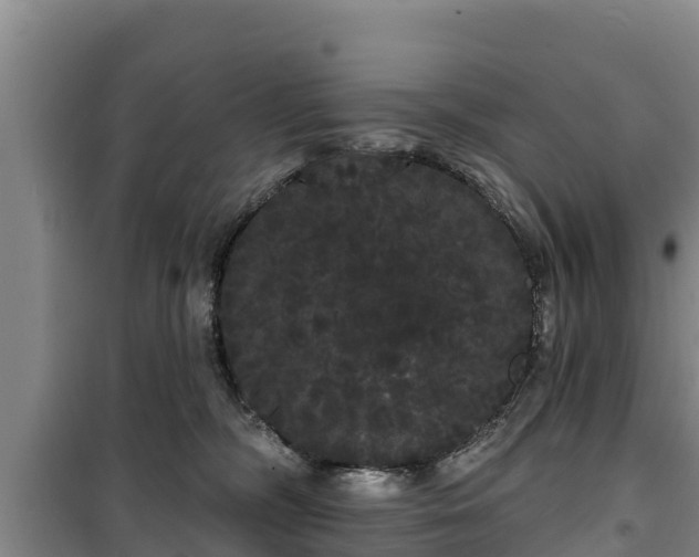 X0000100200326200806061328