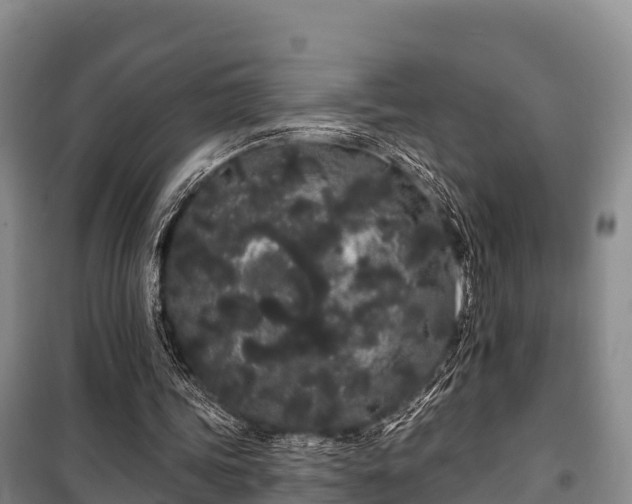 X0000100200339200806061327