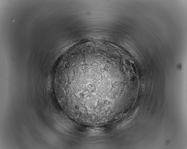 X0000100200359200806061328