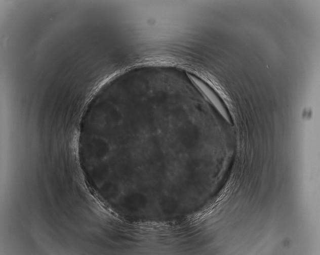 X0000100200434200806061326