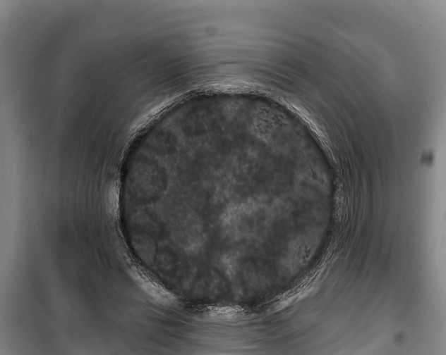 X0000100200446200806061326