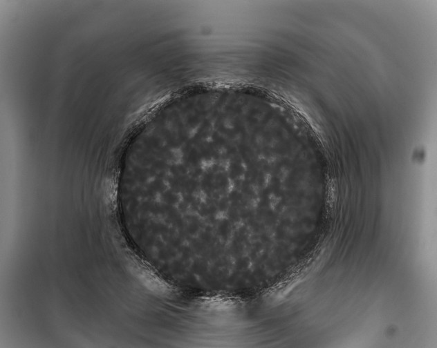 X0000100200545200806061325