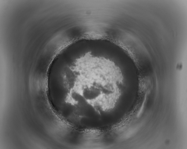 X0000100200582200806061324