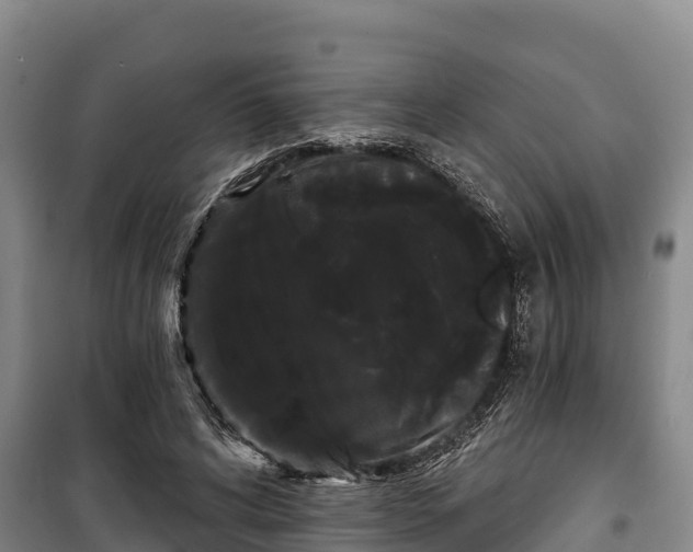 X0000100200592200806061324