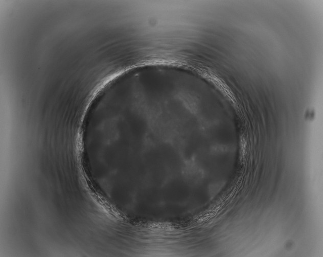 X0000100200628200806061323