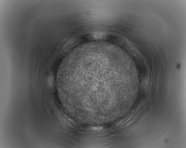 X0000100200651200806061323