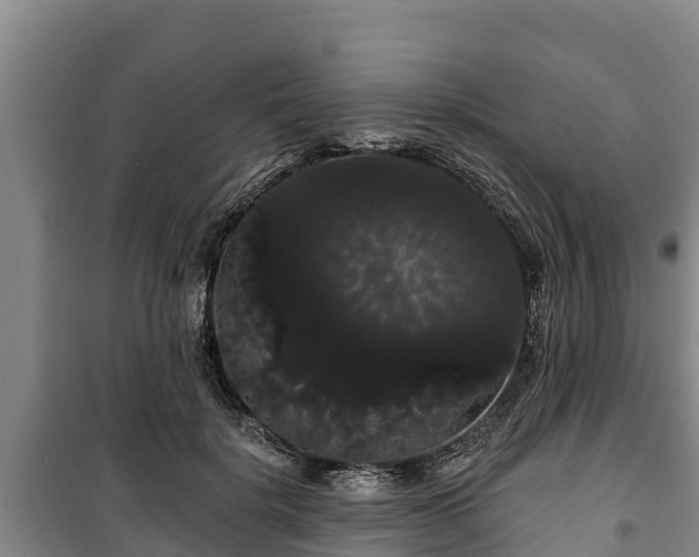 X0000100200652200806061323