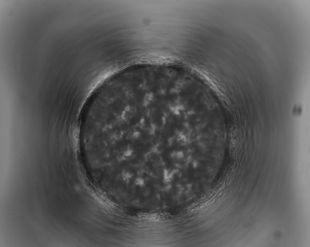 X0000100200679200806061323