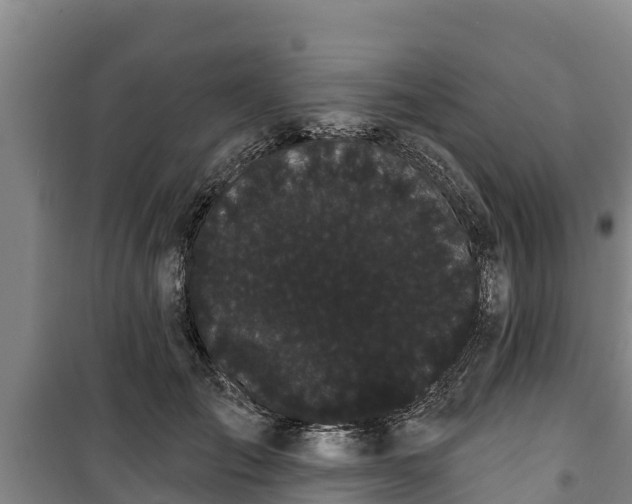 X0000100200701200806061323