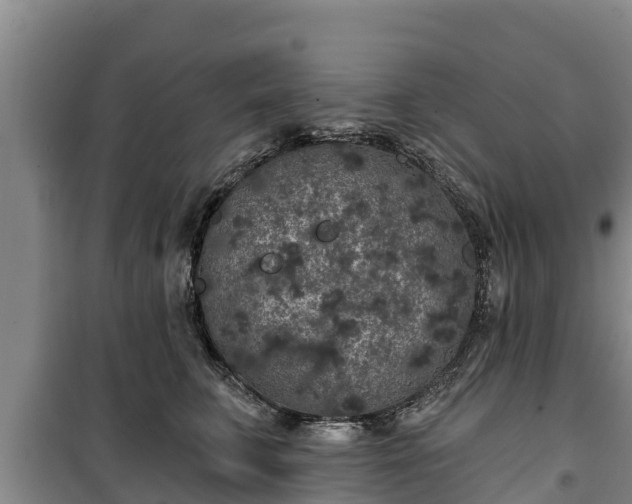 X0000100200711200806061322