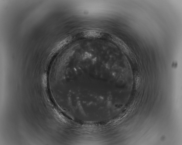 X0000100200729200806061321