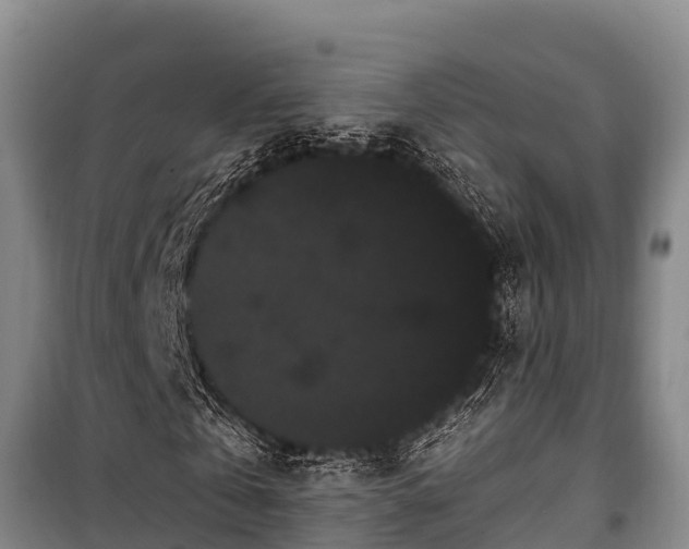 X0000100200769200806061321