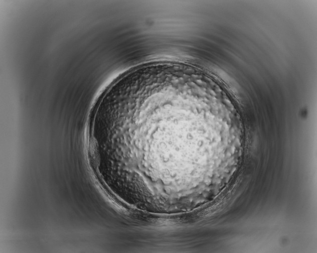 X0000100200796200806061321