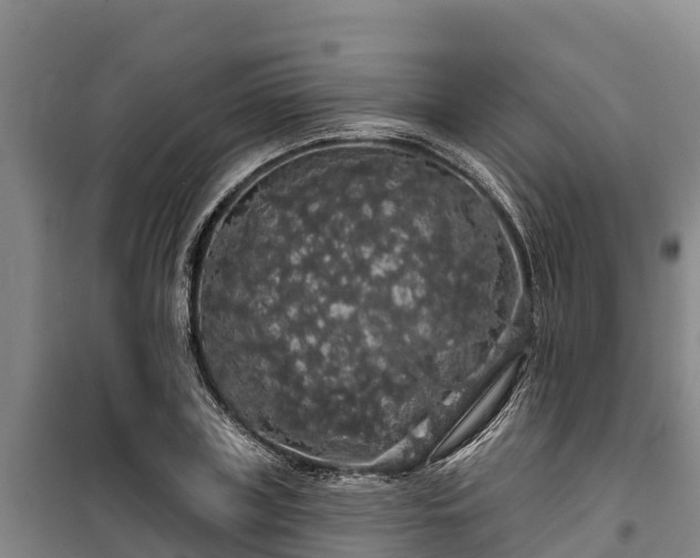 X0000100200835200806061320