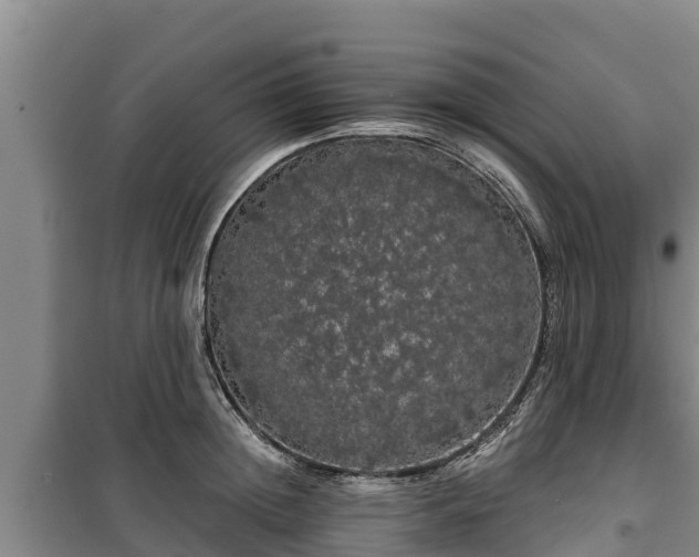 X0000100200852200806061320