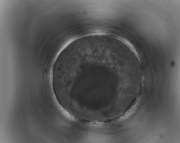 X0000100200859200806061321