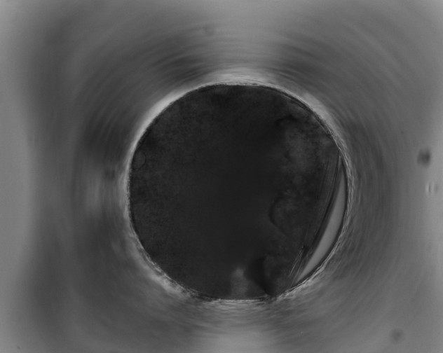 X0000100200864200806061321