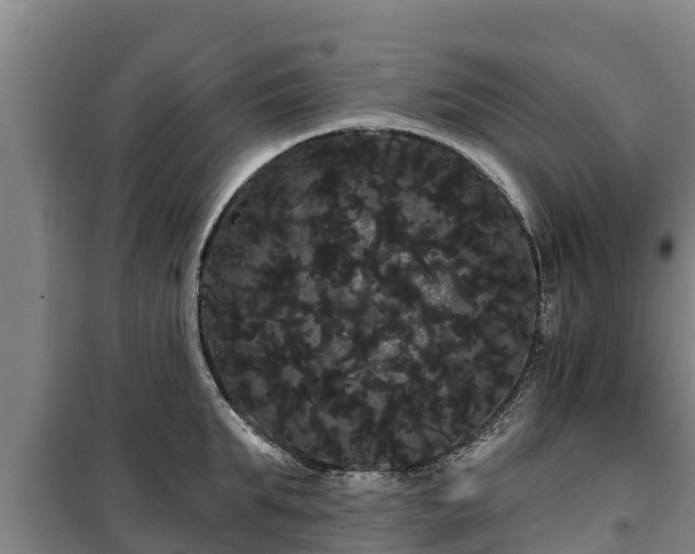 X0000100200903200806061319