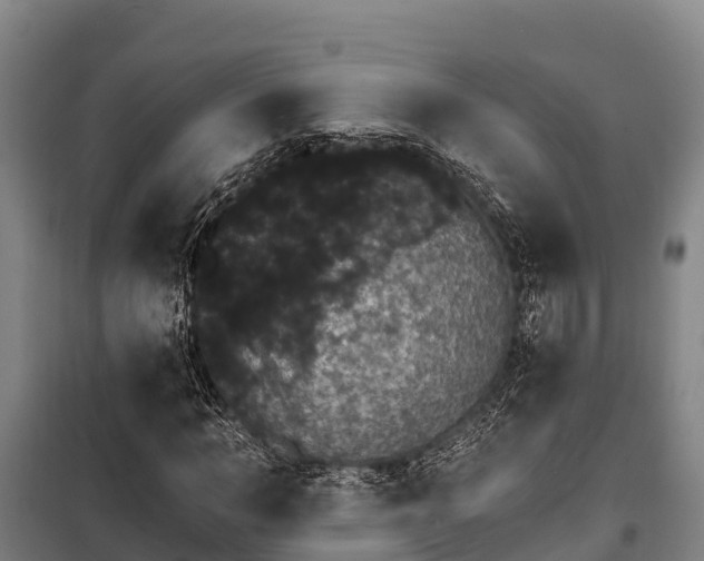 X0000100200966200806061318