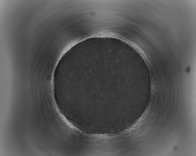 X0000100200990200806061318