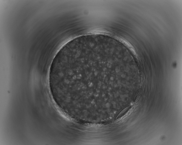 X0000100201039200806061317