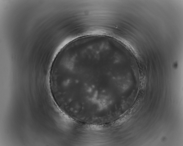 X0000100201086200806061316