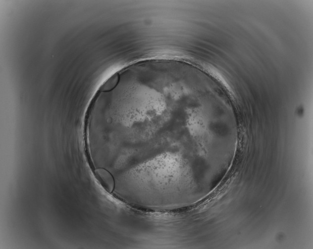 X0000100201087200806061316